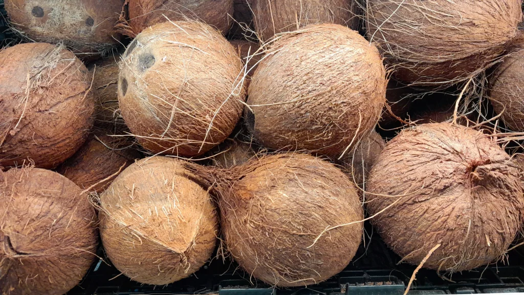 Semi Husked Coconut